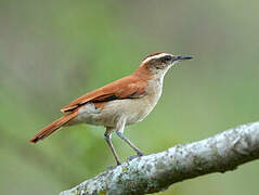 Band-tailed Hornero