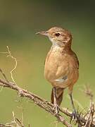 Rufous Hornero