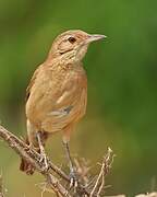 Rufous Hornero