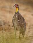 Francolin à cou jaune