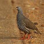 Francolin de Hildebrandt