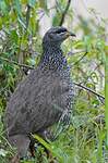 Francolin écaillé