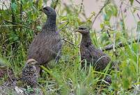 Francolin écaillé