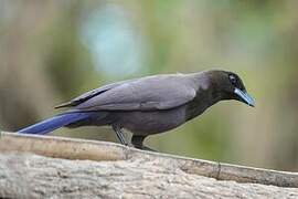 Purplish Jay