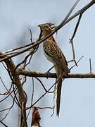 Striped Cuckoo