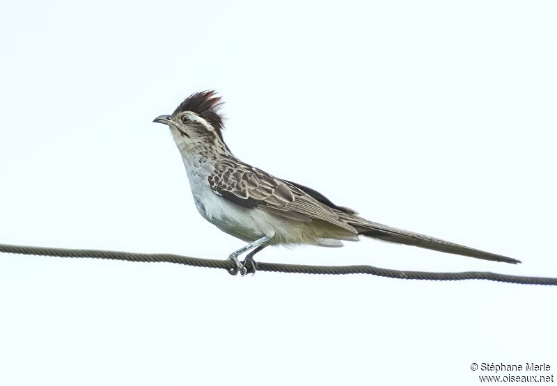 Striped Cuckooadult