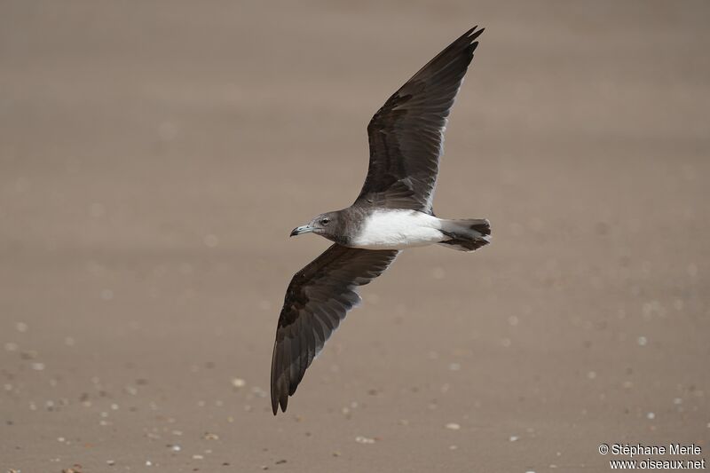 Goéland de Hemprichimmature