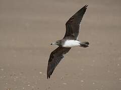 Sooty Gull