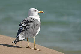 Caspian Gull