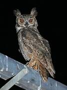 Great Horned Owl