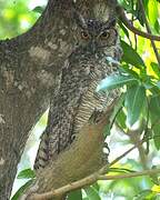 Great Horned Owl