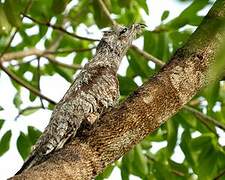 Great Potoo