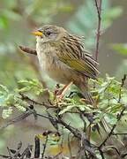 Wedge-tailed Grass Finch