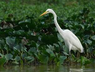 Grande Aigrette