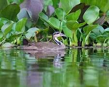 Sungrebe