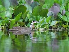 Sungrebe