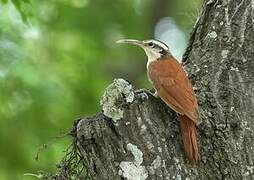 Narrow-billed Woodcreeper