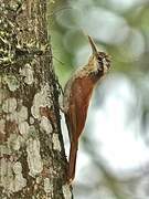 Narrow-billed Woodcreeper