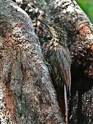 Planalto Woodcreeper