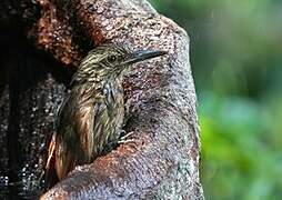 Planalto Woodcreeper