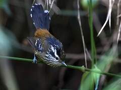 Ochre-rumped Antbird