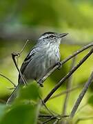 Large-billed Antwren