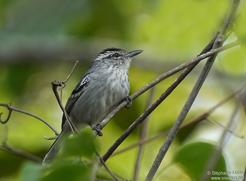 Large-billed Antwrenadult