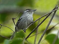 Large-billed Antwren