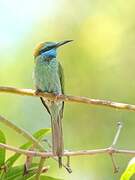 Arabian Green Bee-eater