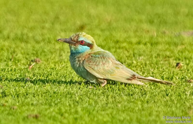 Arabian Green Bee-eater