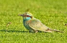 Arabian Green Bee-eater