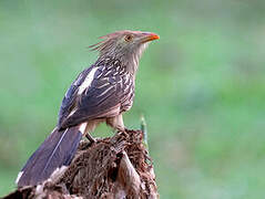 Guira Cuckoo