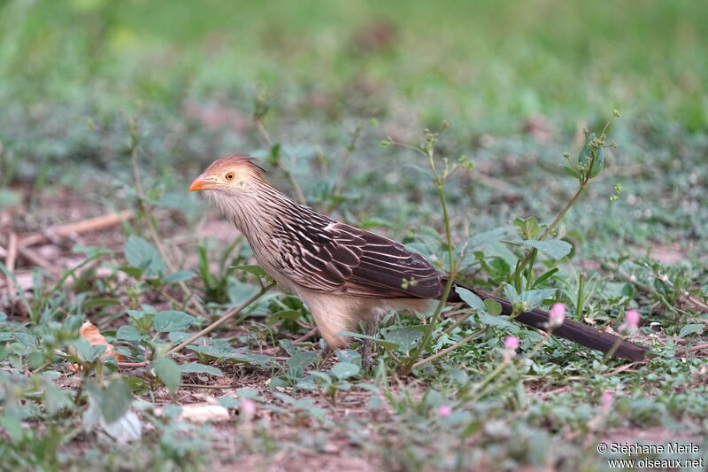 Guira cantaraadulte