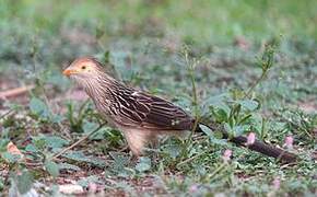 Guira Cuckoo