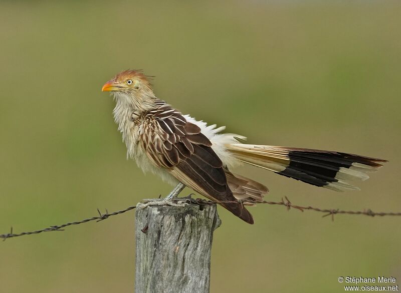 Guira cantaraadulte