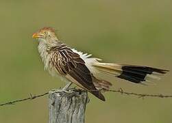 Guira Cuckoo