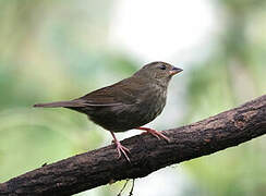 Uniform Finch