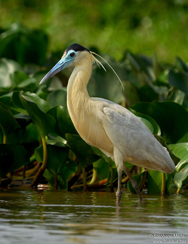 Capped Heronadult