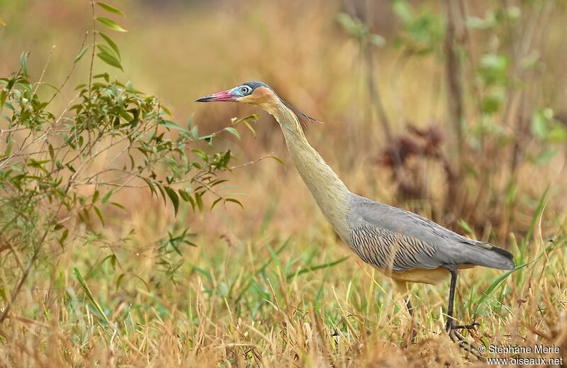 Whistling Heron