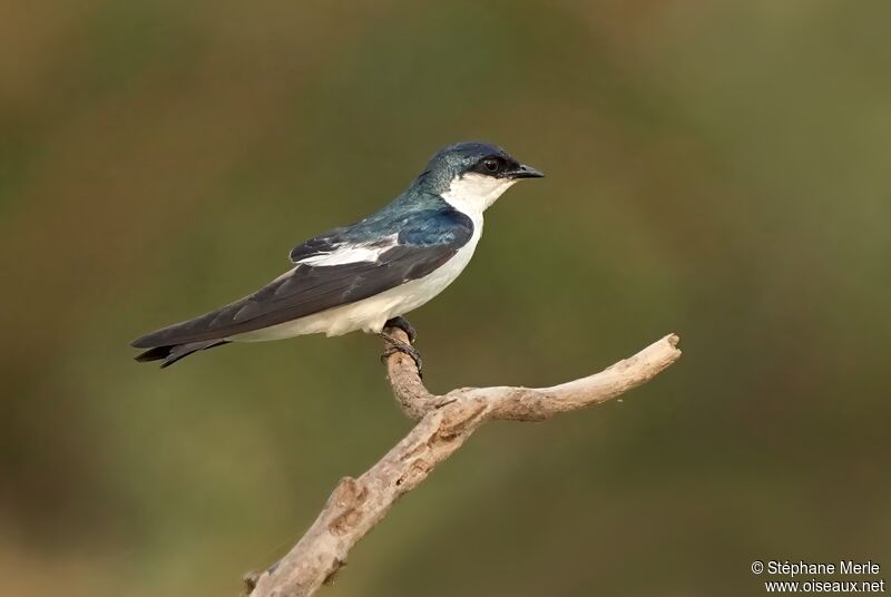 Hirondelle à ailes blanchesadulte