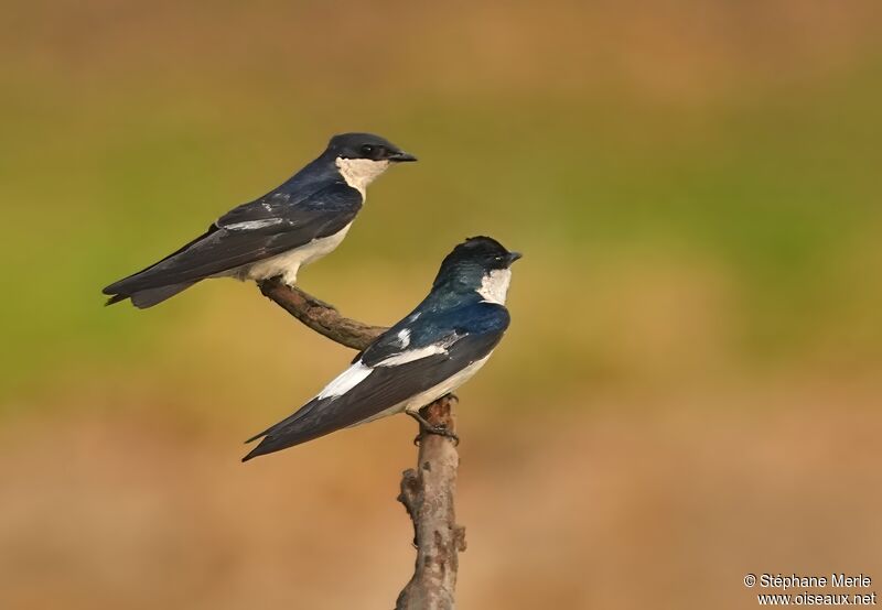 White-winged Swallow