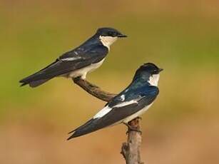 Hirondelle à ailes blanches