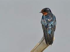 Pacific Swallow