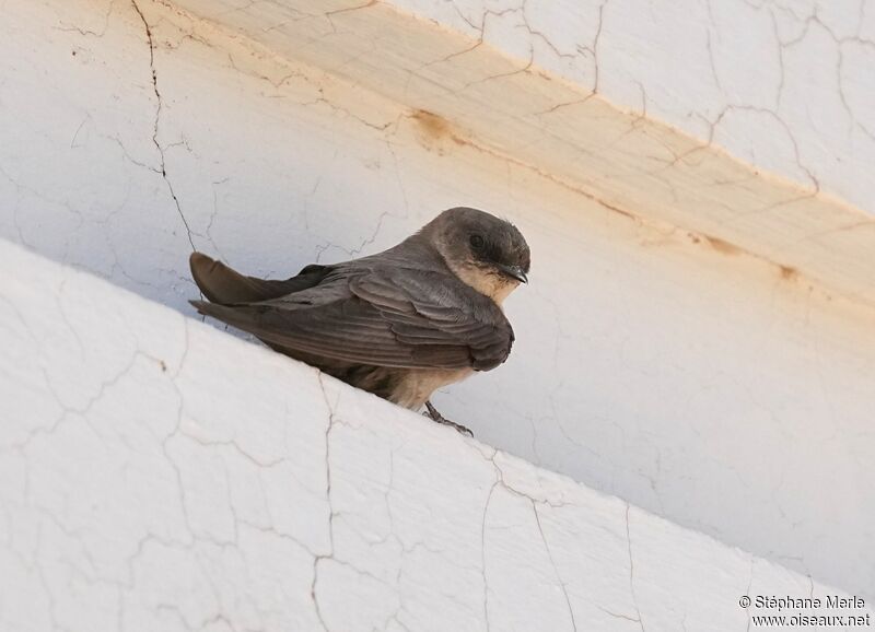 Pale Crag Martin