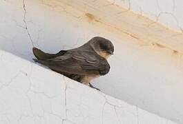 Pale Crag Martin