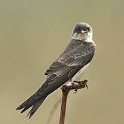 Brown-chested Martin