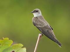 Brown-chested Martin