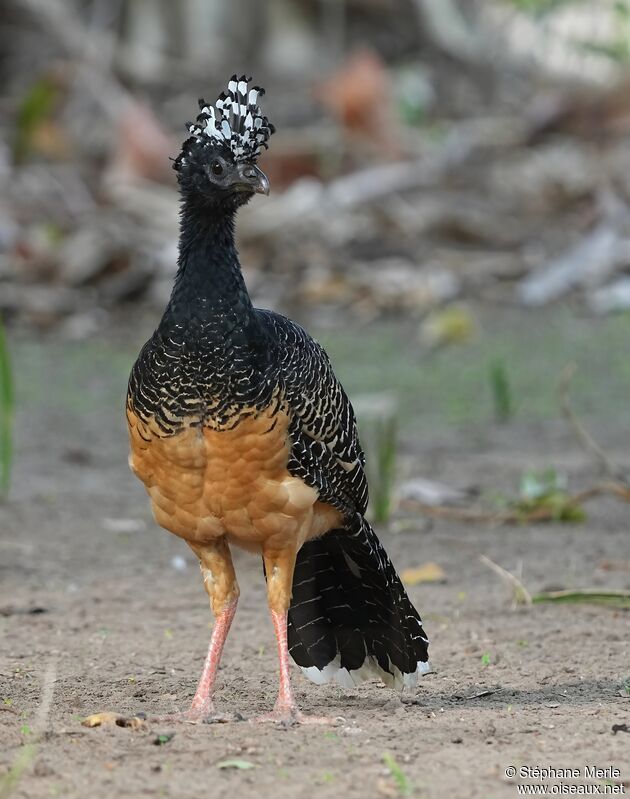 Bare-faced Curassow female adult