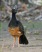 Bare-faced Curassow