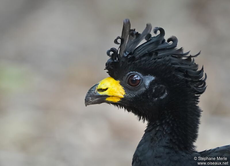 Bare-faced Curassow male adult